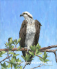 Osprey Perch 24"x20"